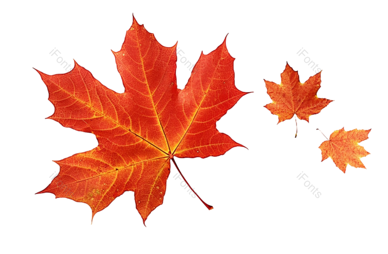 叶子图片,元素元素,黄色叶子PNG,秋天免抠素材